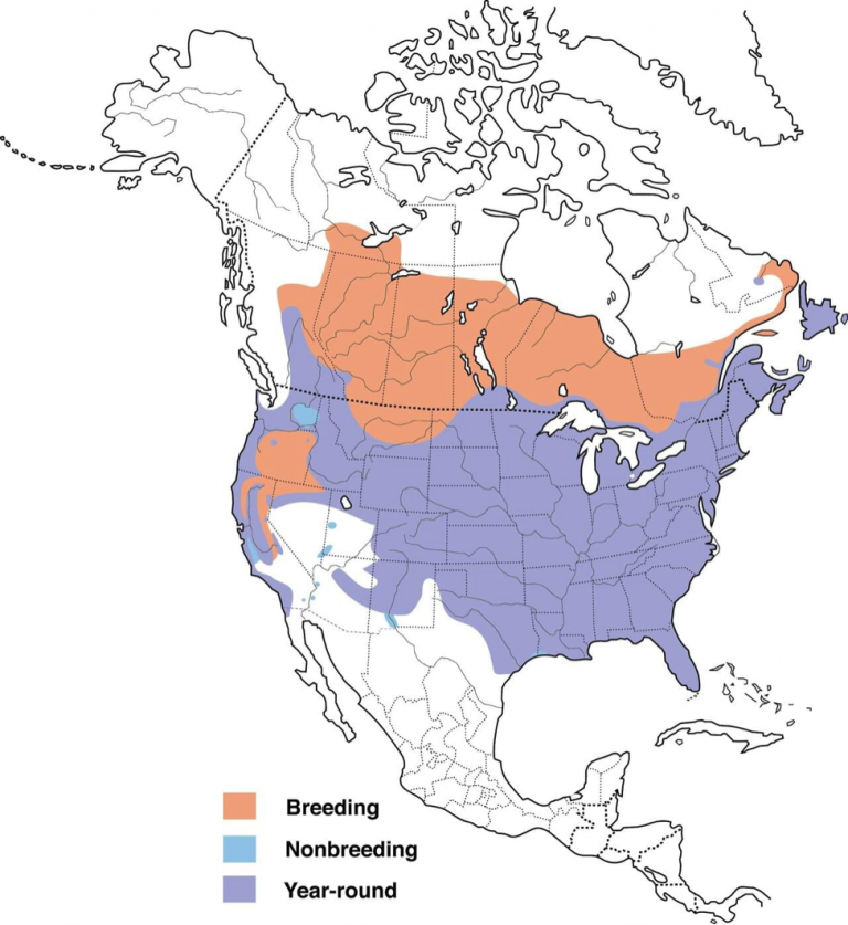 Crows: A Birdwatcher's Guide | John R. Cammidge