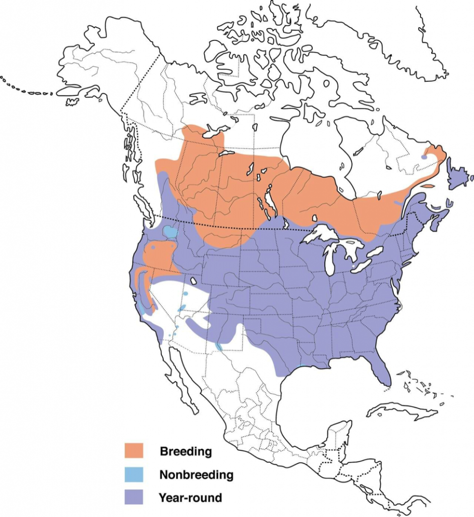 Distribution of American Crows