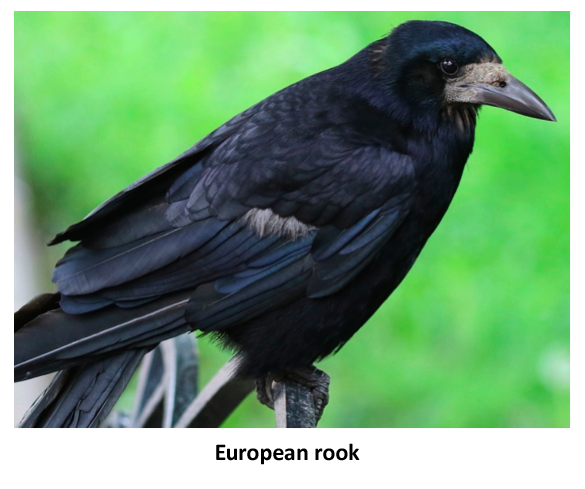 European rook