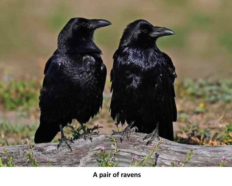 Two Crows: A Pair of Ravens