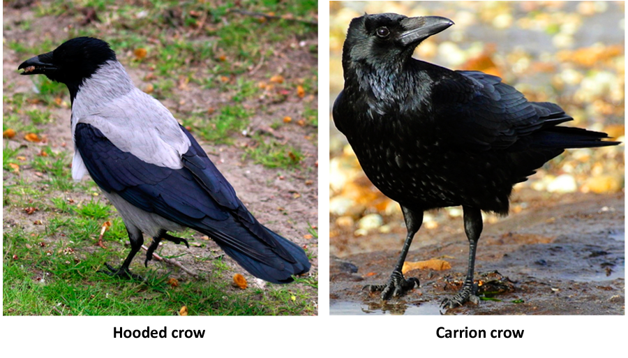Two Crows: Hooded Crow and Carrion Crow