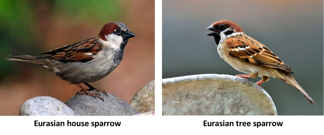 Learning About Sparrows, Those “Little Brown Birds”