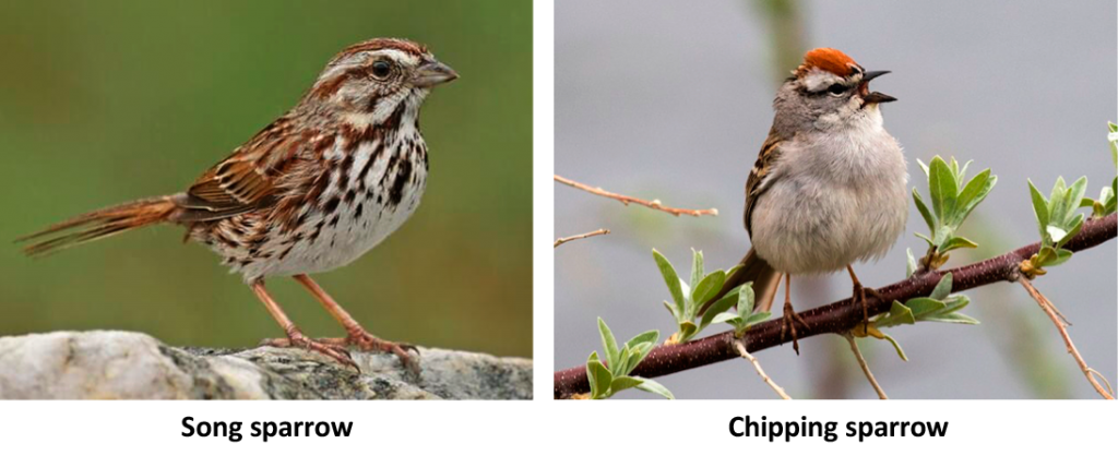 Song and Chipping Sparrows