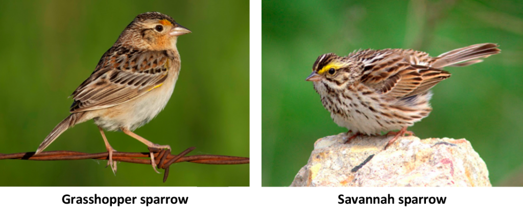 Grasshopper and Savannah Sparrows