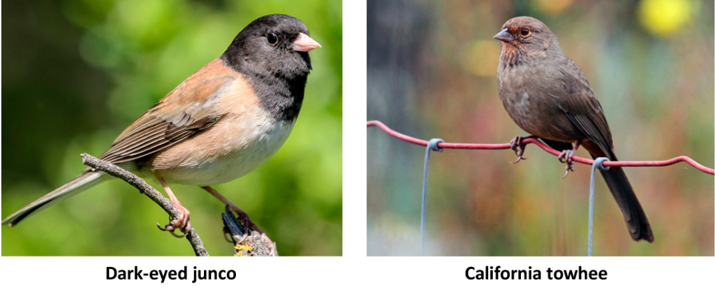 Dark-eyed junco and California towhee