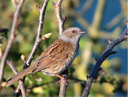 Eurasian dunnock