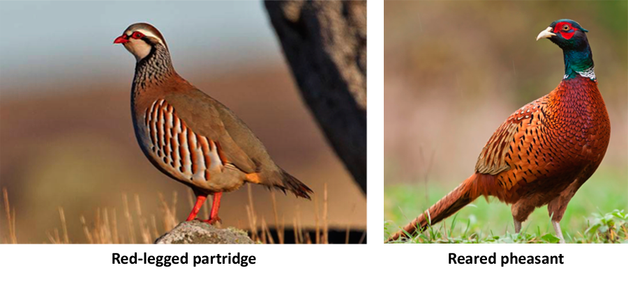 Red legged partridge and reared pheasant, potentially endangered birds