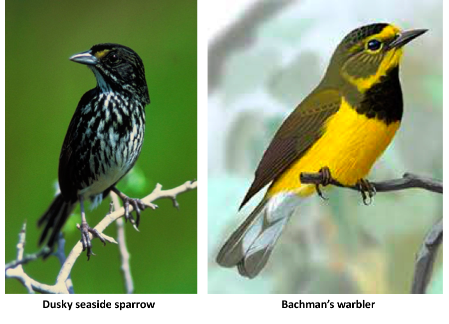 dusky seaside sparrow and bachman's warbler, potentially endangered birds