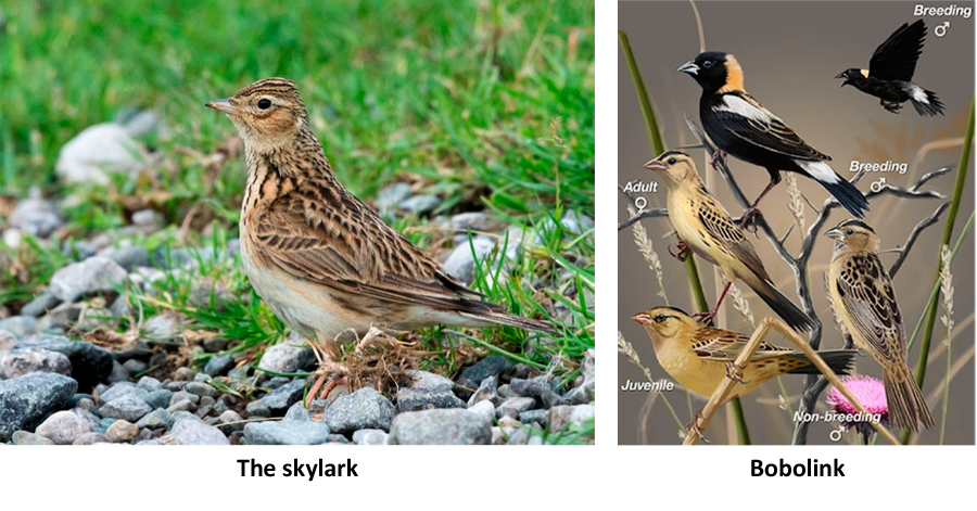 The skylark and bobolink, potentially endangered birds