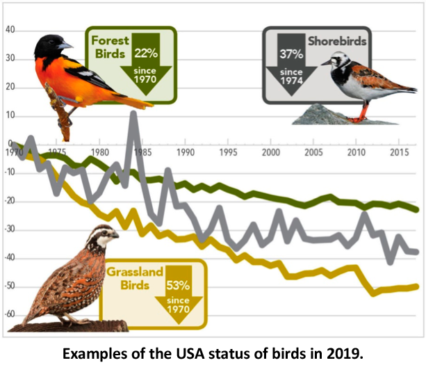Population Decline among Wild Birds, with Special Attention to the Eurasian Skylark and the American Bobolink