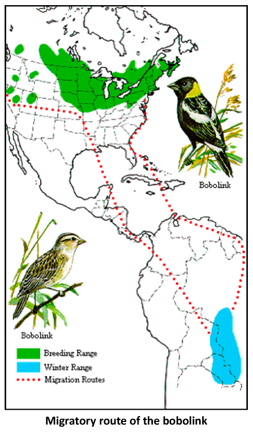 Migratory route of the bobolink
