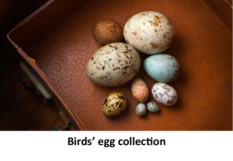 Birds' egg collection
