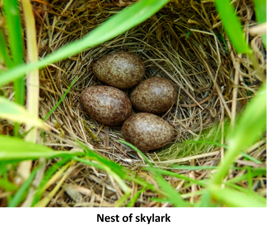 Nest of skylark