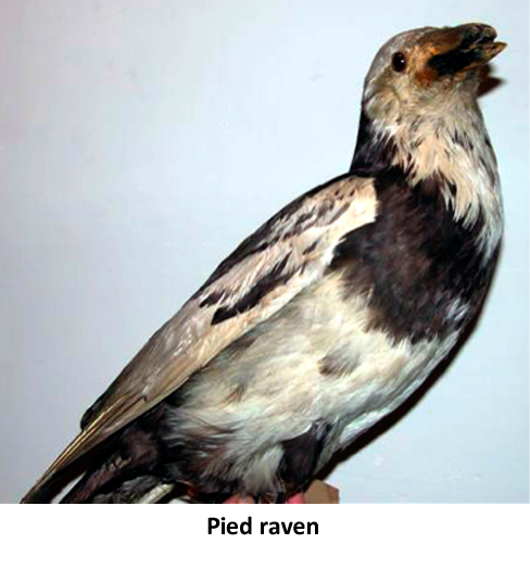 Pied raven, potentially endangered birds
