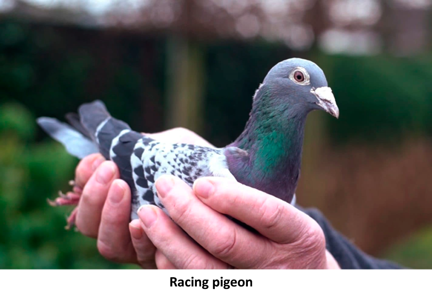 From Racing Pigeons to Mourning Doves