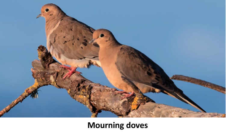 Mourning Doves