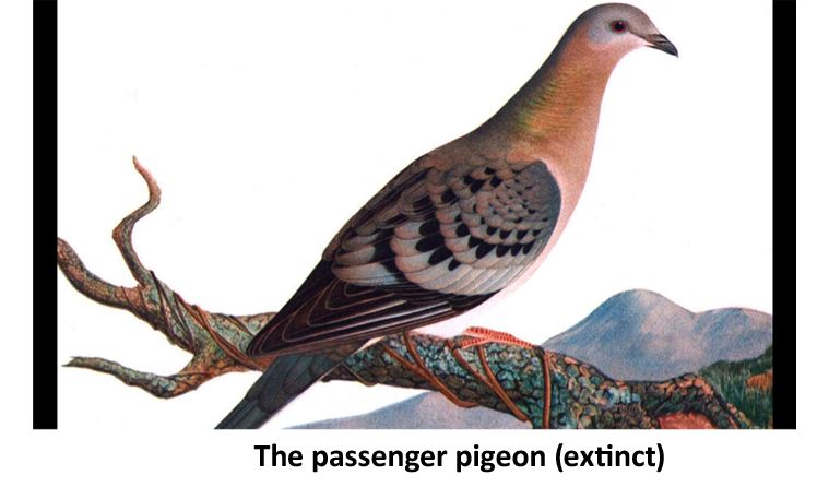 The Passenger Pigeon