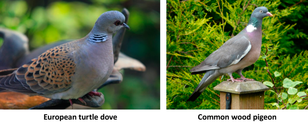 European Turtle Dove and Common Wood Pigeons