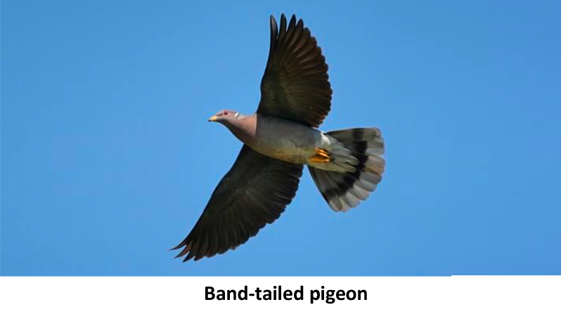 Band Tailed Pigeon