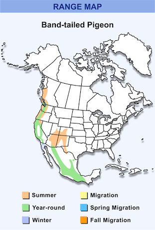 Band-tailed pigeon Range Map