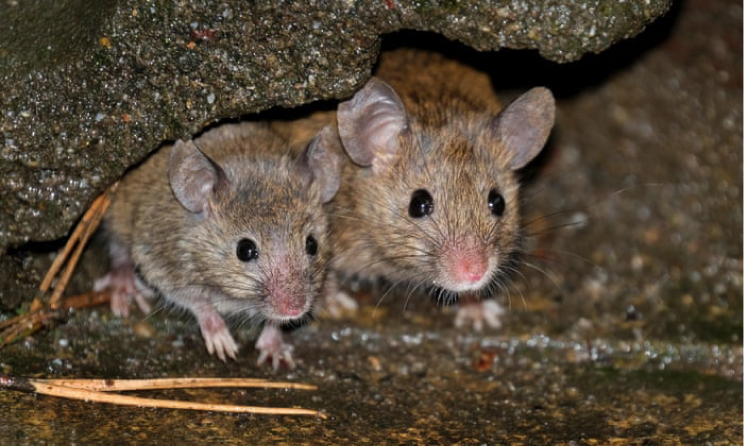 Farallon house mice