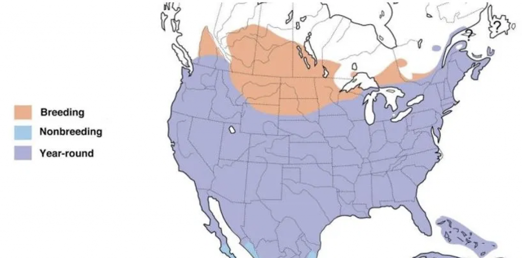 Mourning dove Range Map