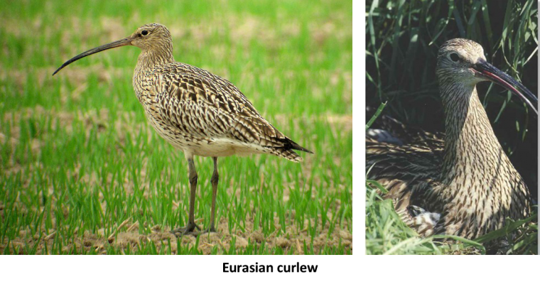 Curlew Day