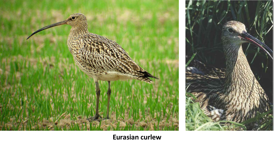 Curlew Day