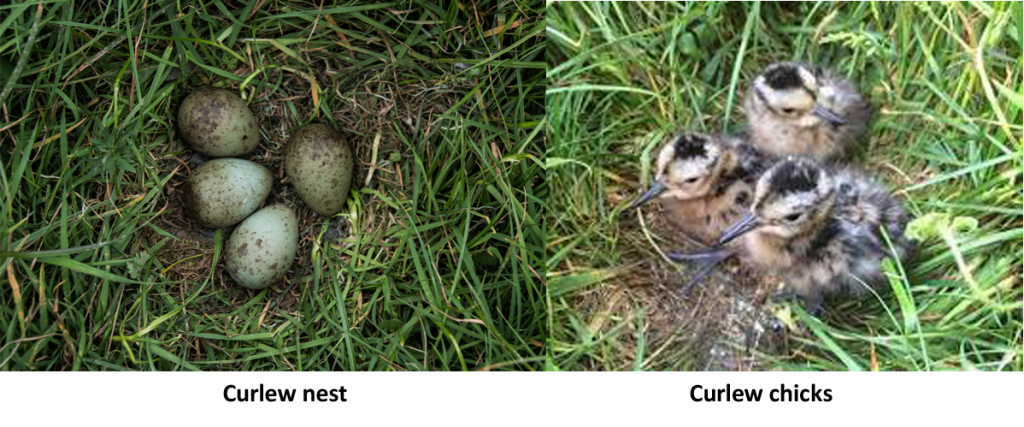 Curlew nest