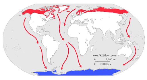 Arctic Tern Migration Map