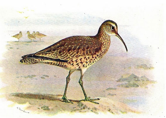 Eskimo curlew