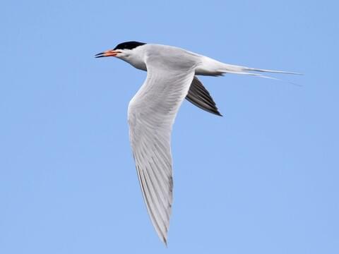 Forster’s tern