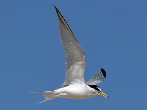 Least Tern