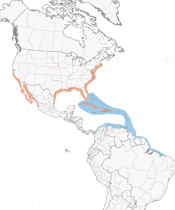 Least tern Range Map: orange – breeding; blue – non-breeding