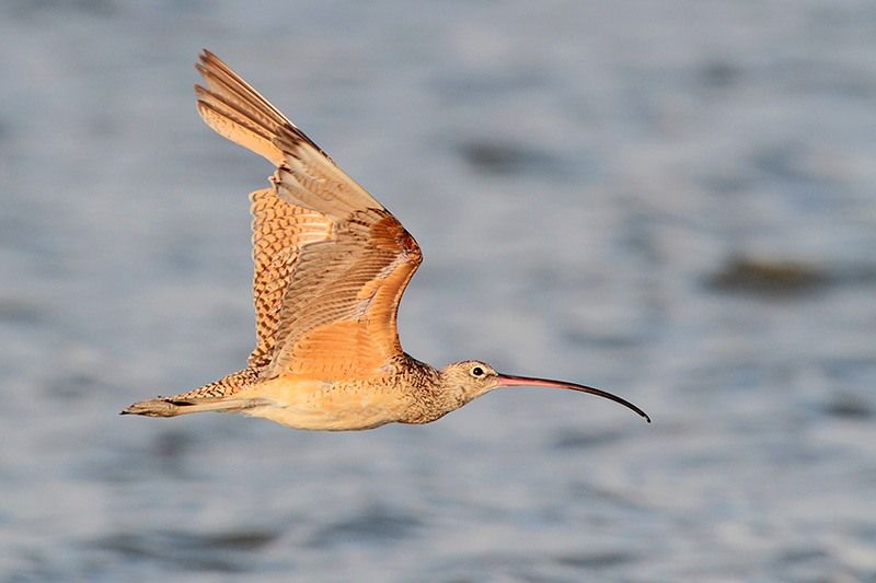 Long-billed Curlew