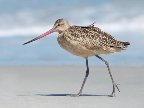 Marbled godwit 