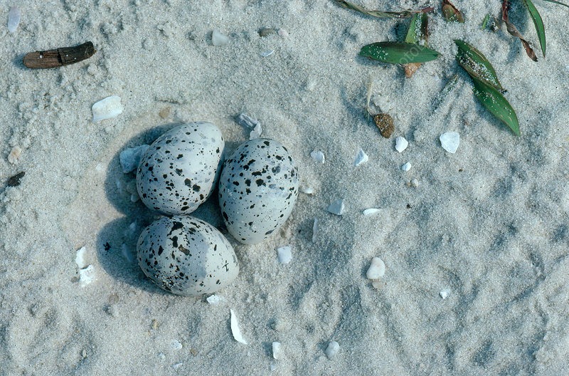 Next and eggs of least terns