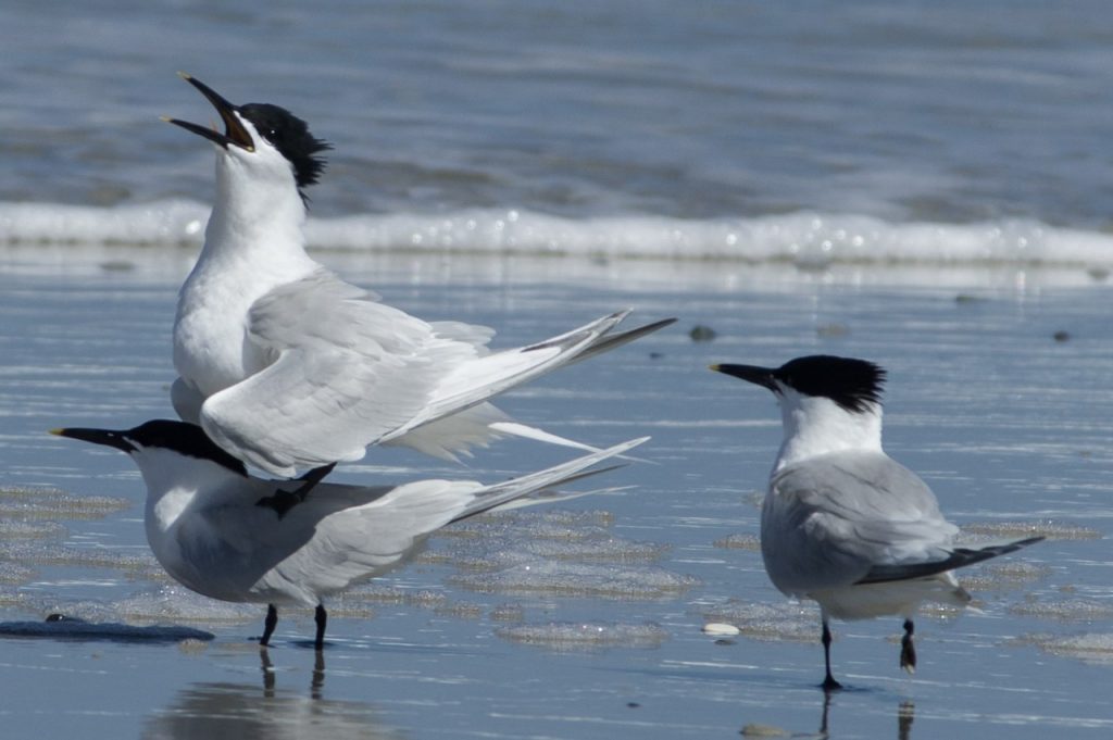 Sandwich terns