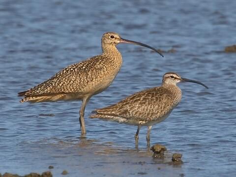 Whimbrel