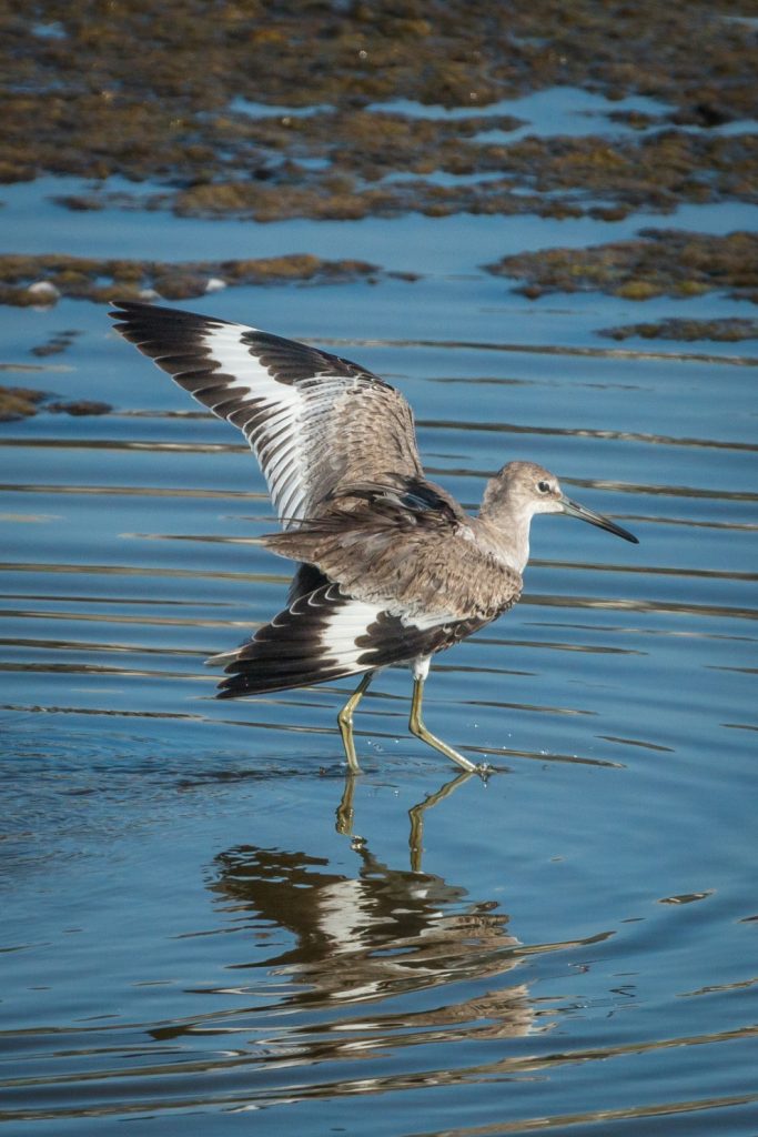 Willet