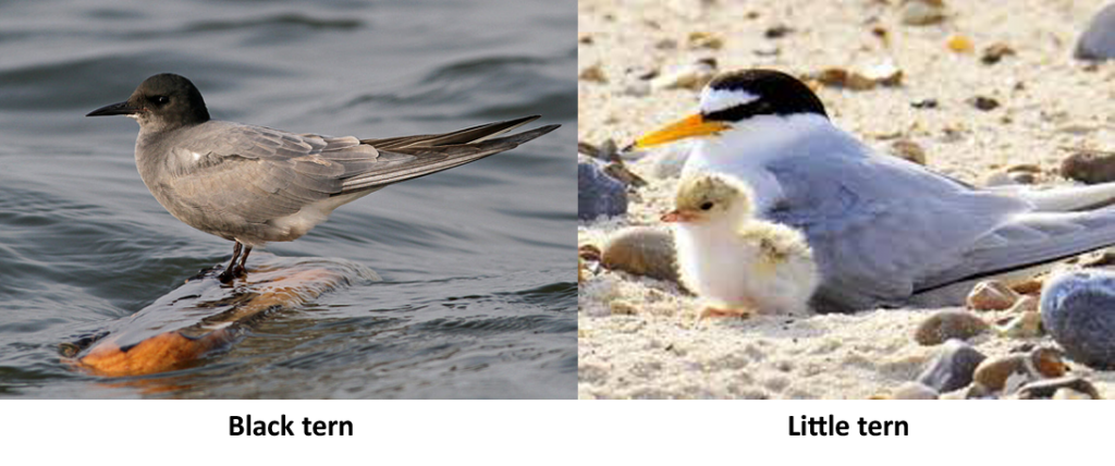 Two Terns: Black Tern, Little Tern