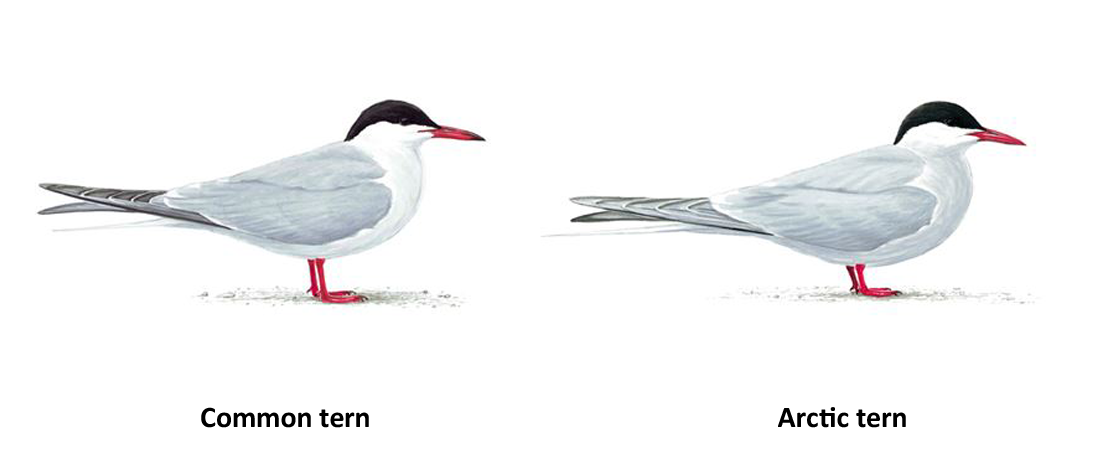 Coming to Terms with Terns