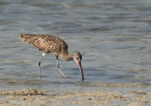 curlew feeding