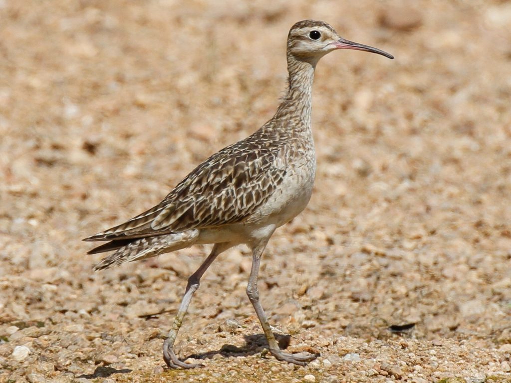 Little curlew