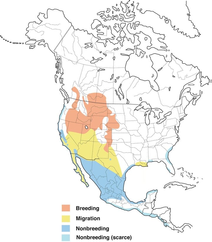 long-billed curlew distribution