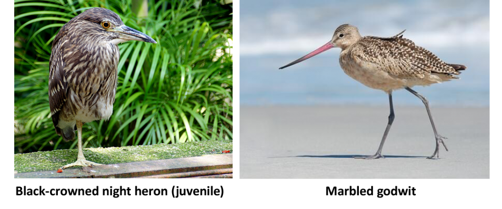 black-crowned night heron and marbled godwit terns