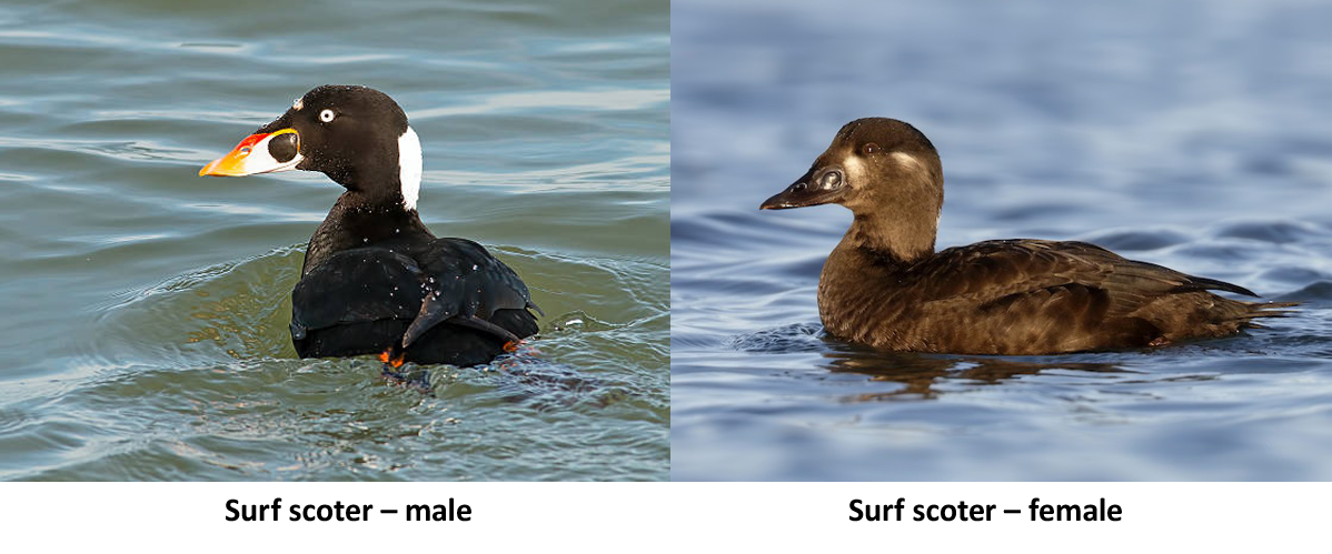 The Eccentric Surf Scoter