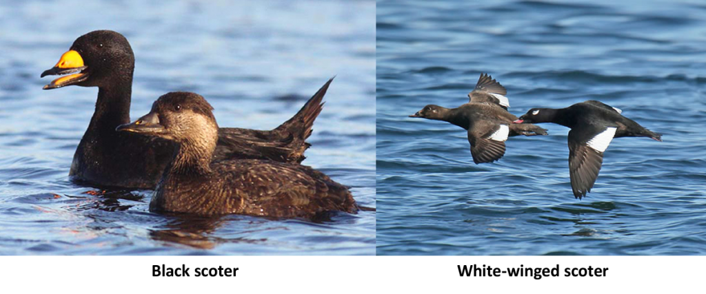 Black Scoter and White Winged Scoter