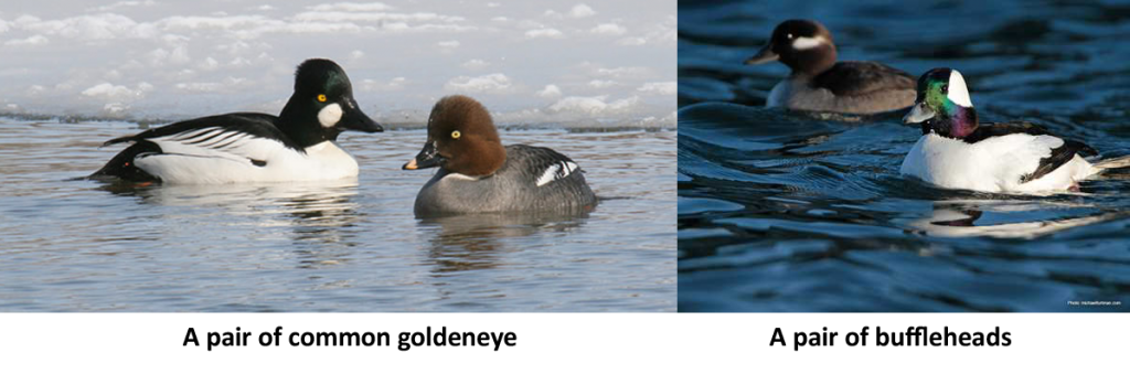 Common Goldeneye and Buffleheads