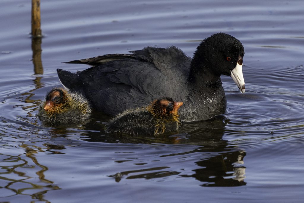 American coot